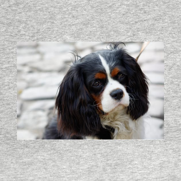 cavalier king charles spaniel black and white second by Wanderingangel
